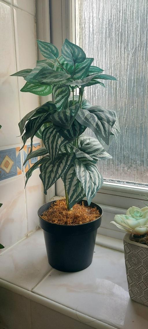  — plants