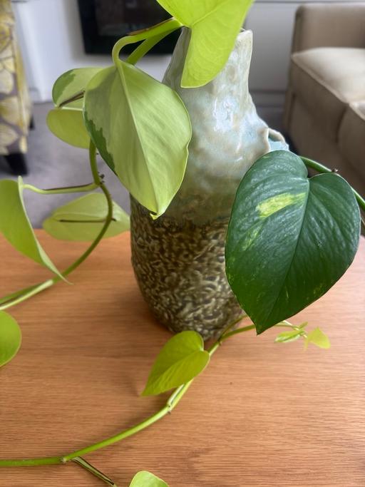  — IKEA Annanstans green vase & plant cuttings