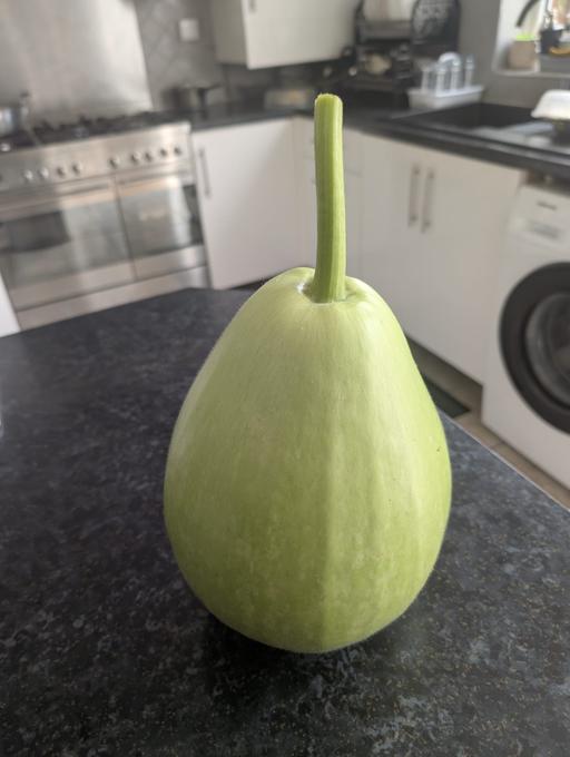  — Organic Large Bottle Guard Pumpkin