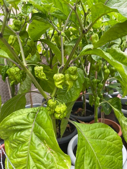  — Naga plant for sale 🌶