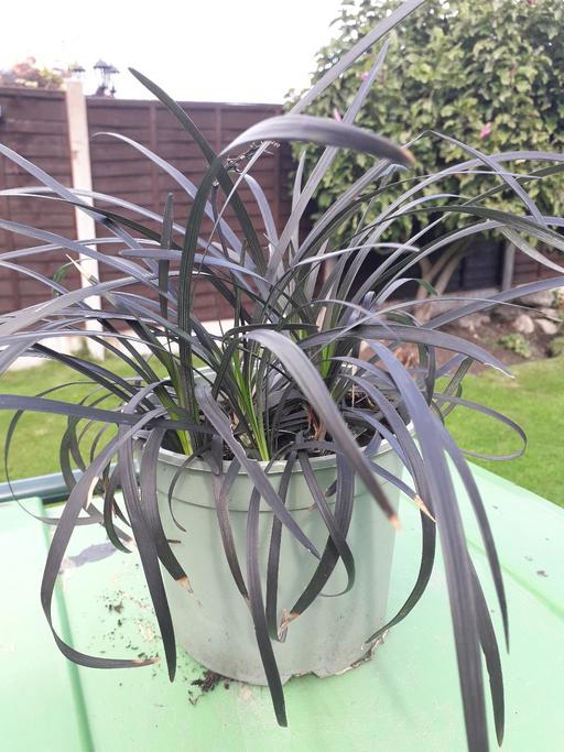  — oriental black grass