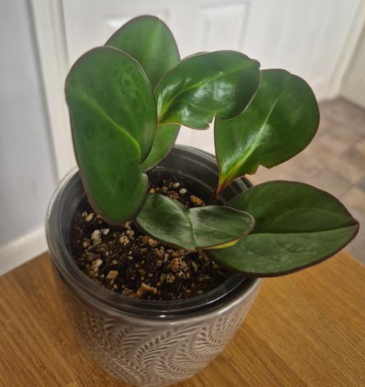 — Peperomia clusiifolia 'Red Margin' Houseplant