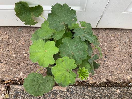  — Lady’s Mantle