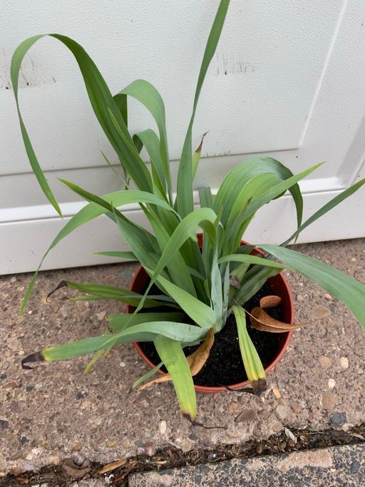  — Sisyrinchium striatum