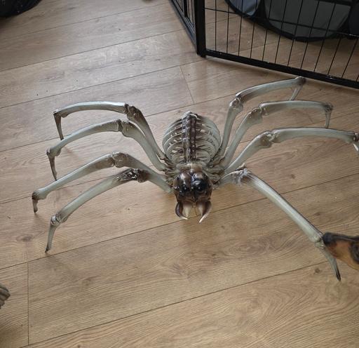  — large spider