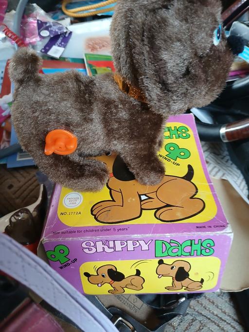  — very old walking dog in box