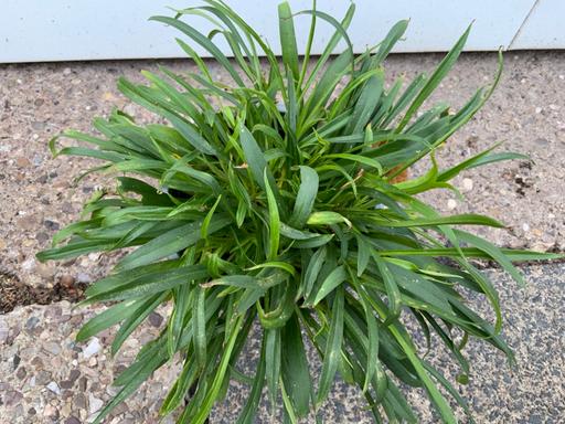  — Lychnis Vulgaris Splendons