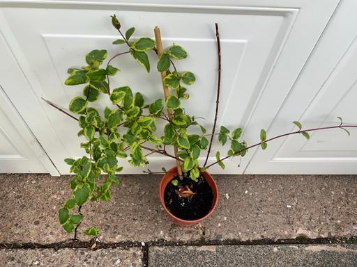  — Lonicera Japonica Harlequin