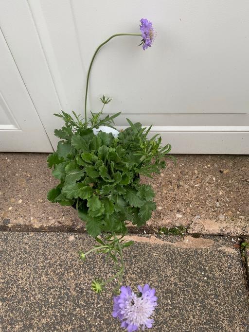  — Scabious Mariposa blue