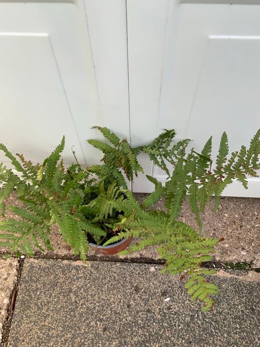  — Ferns