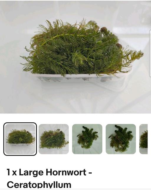 — pond plant