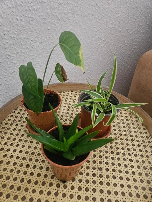  — 3 plants for £10