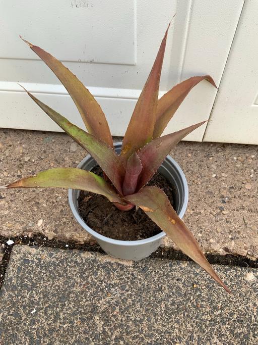  — Houseplant Bromeliad
