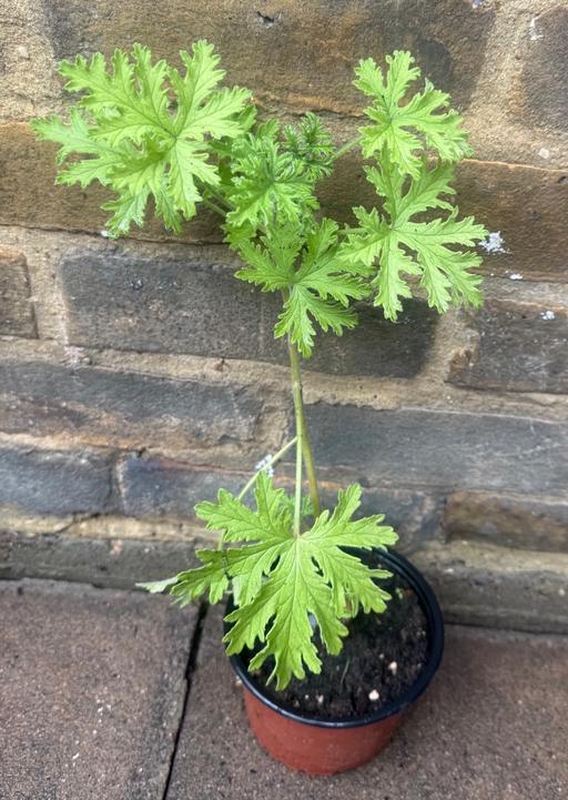  — Scented Geranium Plant 🪴 