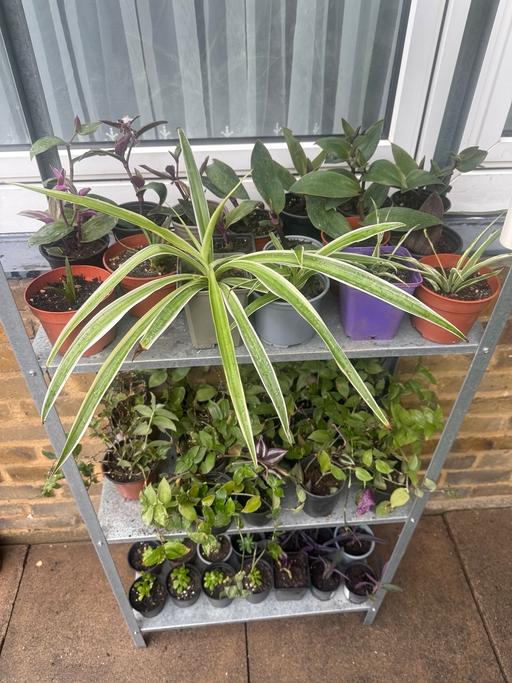  — Mixed house plants 🪴