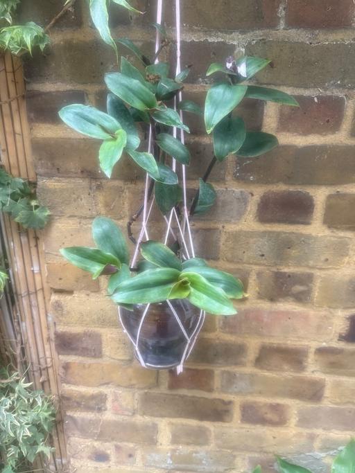  — Hanging Plant Pot with Macrame Holder