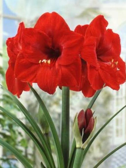  — Amaryllis Bulb call Red lion