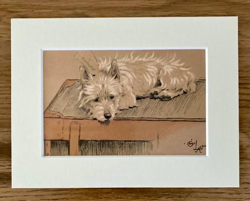  — Westie Dog Print by Cecil Aldin