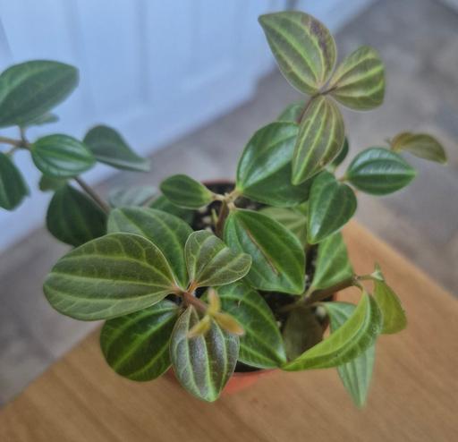  — Mini Peperomia Angulata House Plant