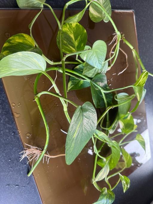  — Pothos (devil’s ivy) plant cuttings