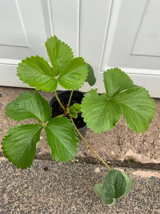  — Strawberries