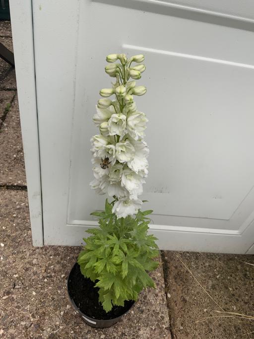  — Delphinium pure white