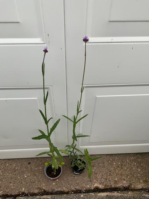  — Verbena bonariensis