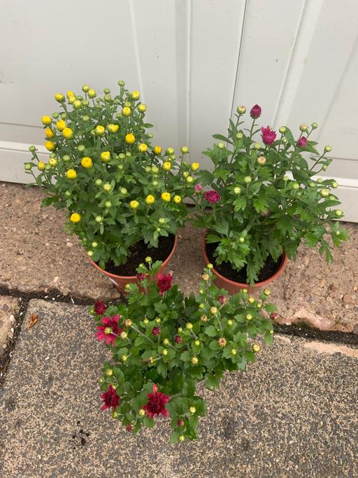  — Chrysanthemum