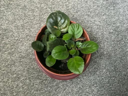 — Houseplant African Violet