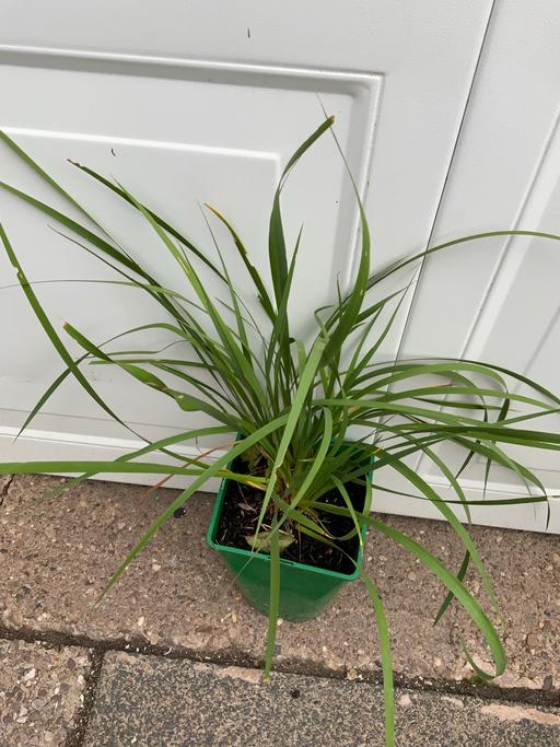  — Libertia grandiflora grass