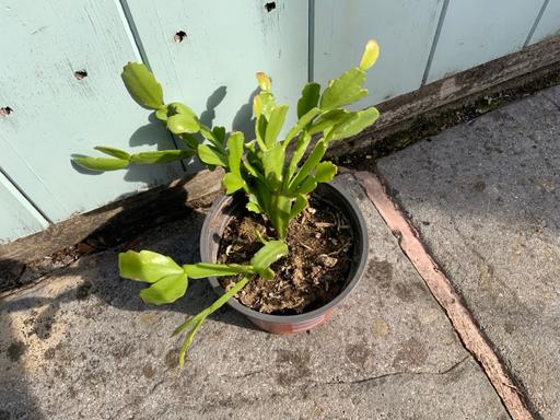  — Houseplant cactus