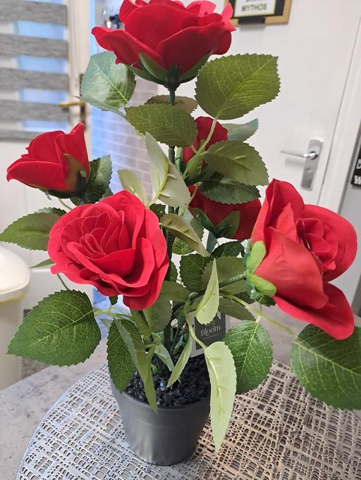  — new red rose plant no offers