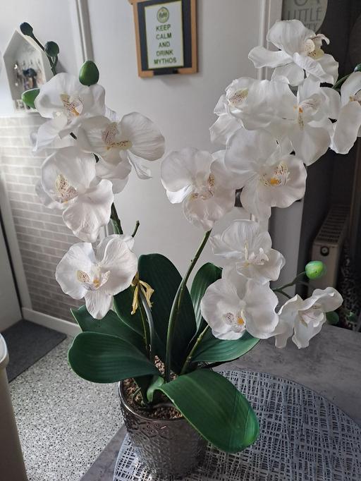  — large orchid plant