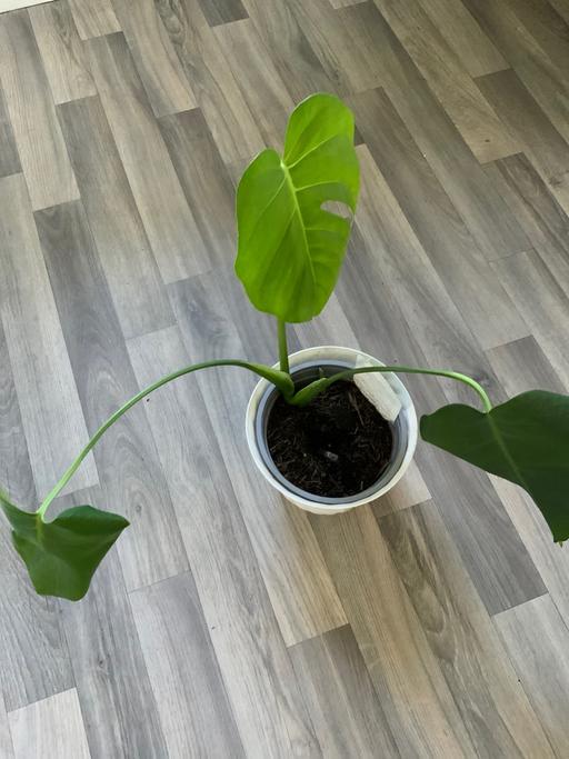  — Houseplant Monstera adansonii