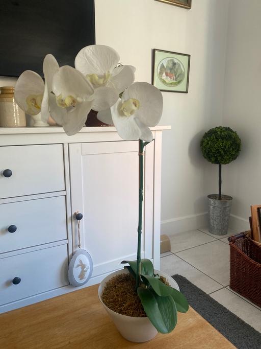  — Artificial orchid in pot