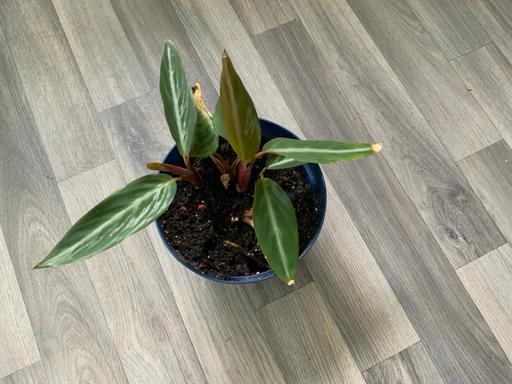  — Houseplant Stromanthe