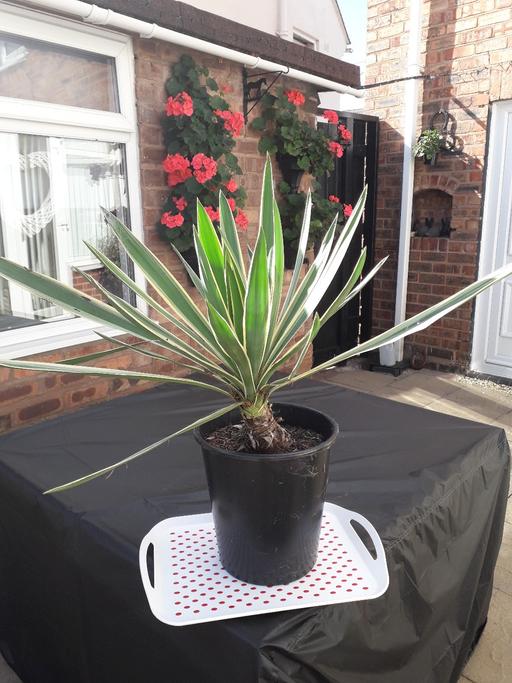  — large yucca