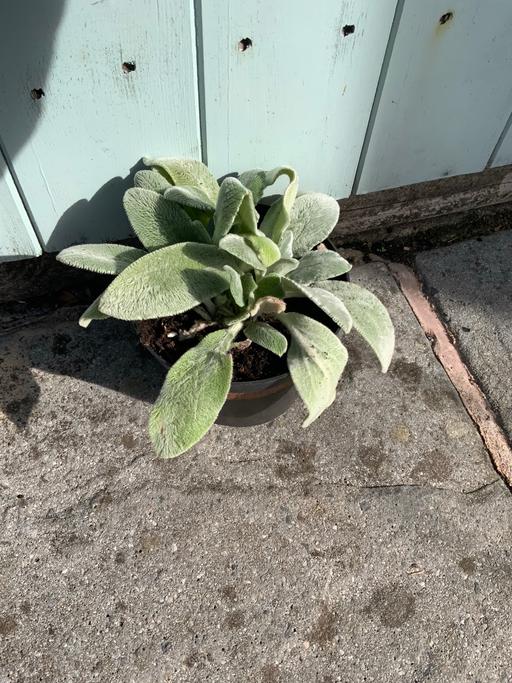  — Lambs Ears