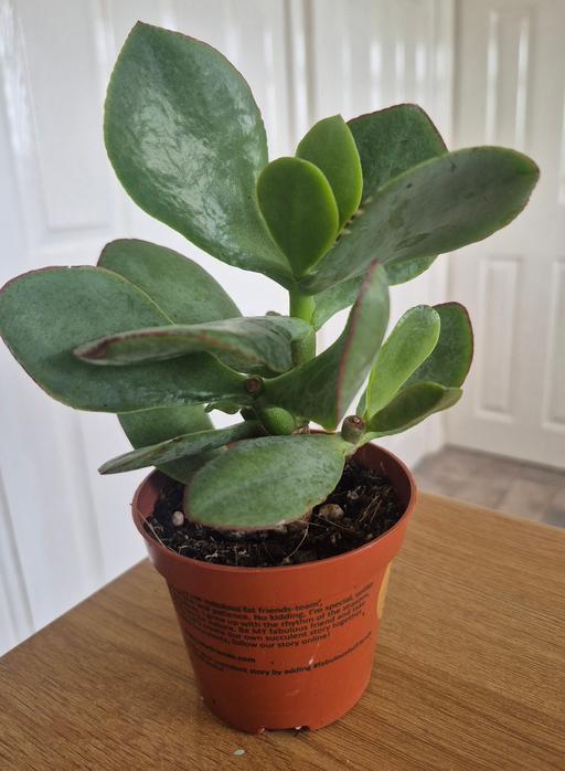 — Crassula arborescens 'Silver Dollar' Plant