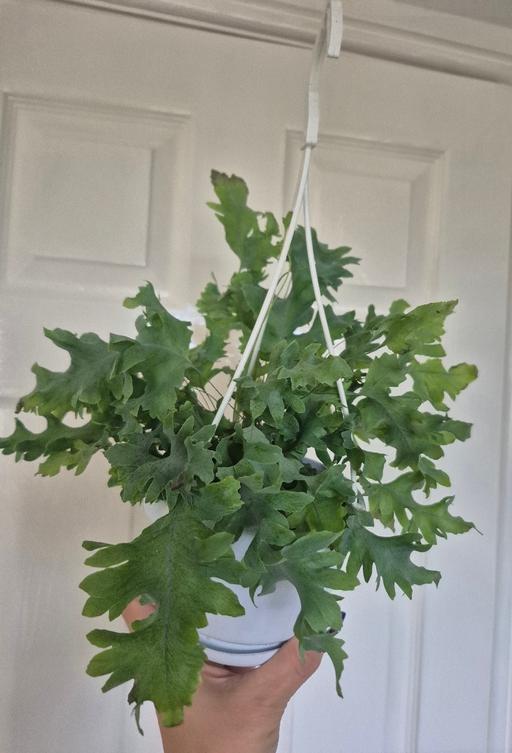  — Hanging Davana Blue Star Fern HousePlant