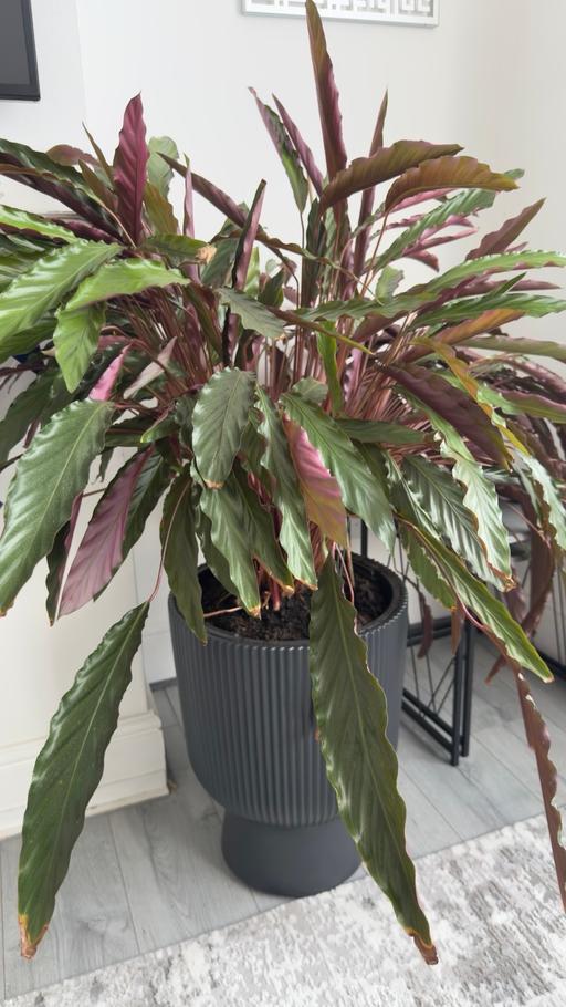  — Calathea Rufibarba Houseplant 125cm Plant