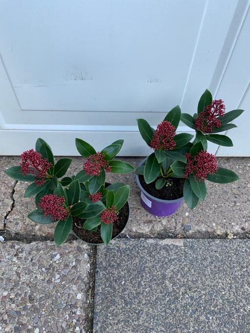  — Shrub Skimma