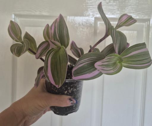  — Tradescantia Nanuk Plant