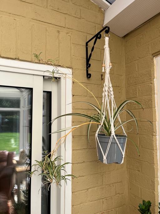  — Indoor plant