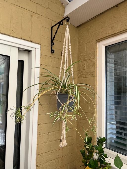  — Indoor plant