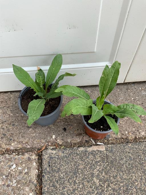  — Evening primroses