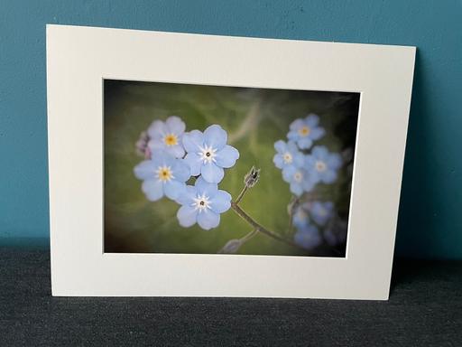  — 16x12 inch White Mounted Print Forget Me Nots