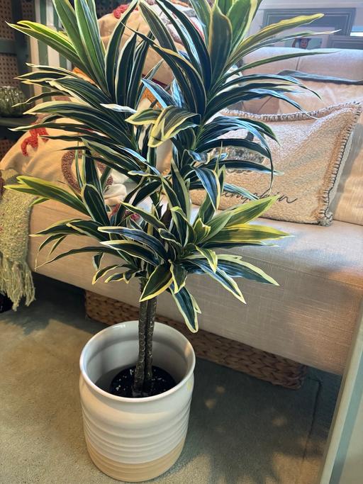  — Large Homesense plant