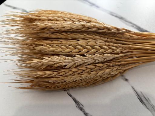  — Dried Wheat