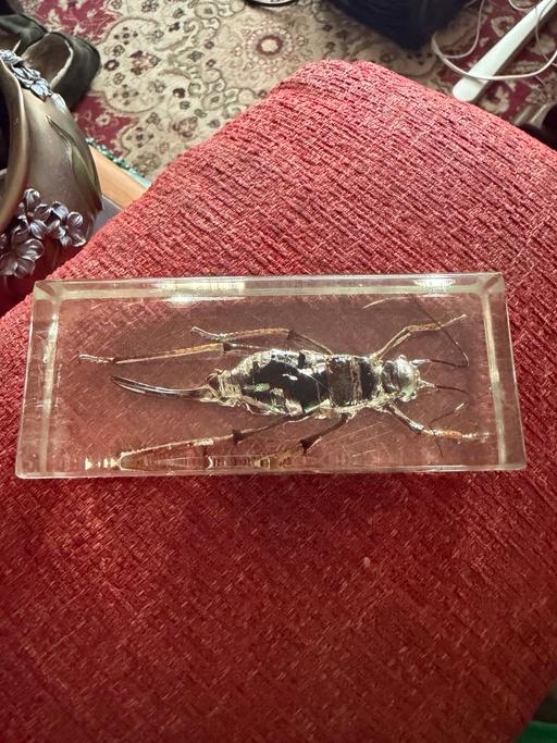  — Taxidermy insects grant ox amroured gricket